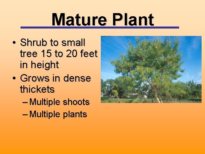 Mature Plant • Shrub to small tree 15 to 20 feet in height •