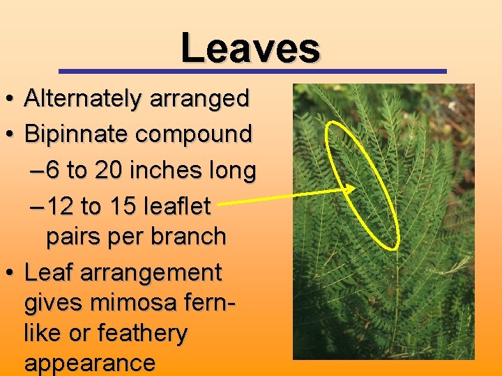 Leaves • Alternately arranged • Bipinnate compound – 6 to 20 inches long –
