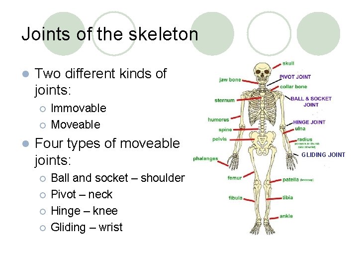 Joints of the skeleton l Two different kinds of joints: ¡ ¡ l Immovable