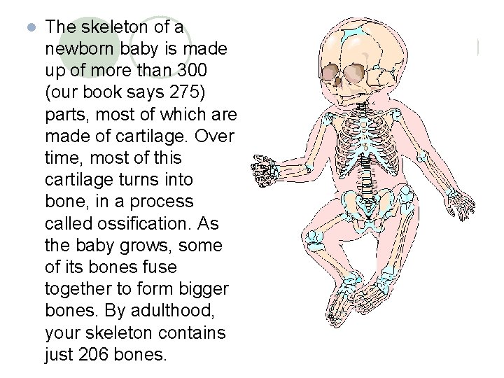 l The skeleton of a newborn baby is made up of more than 300