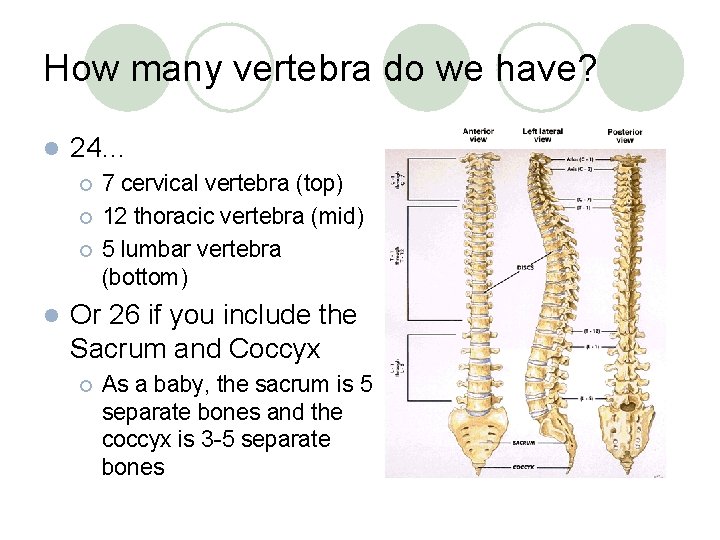 How many vertebra do we have? l 24… ¡ ¡ ¡ l 7 cervical