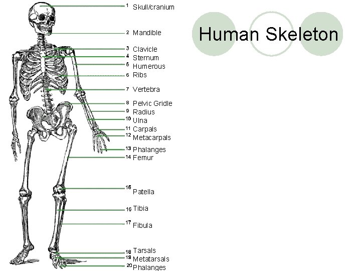 Skull/cranium Mandible Clavicle Sternum Humerous Ribs Vertebra Pelvic Gridle Radius Ulna Carpals Metacarpals Phalanges
