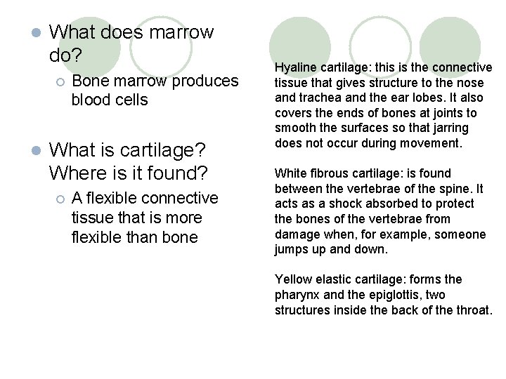 l What does marrow do? ¡ l Bone marrow produces blood cells What is