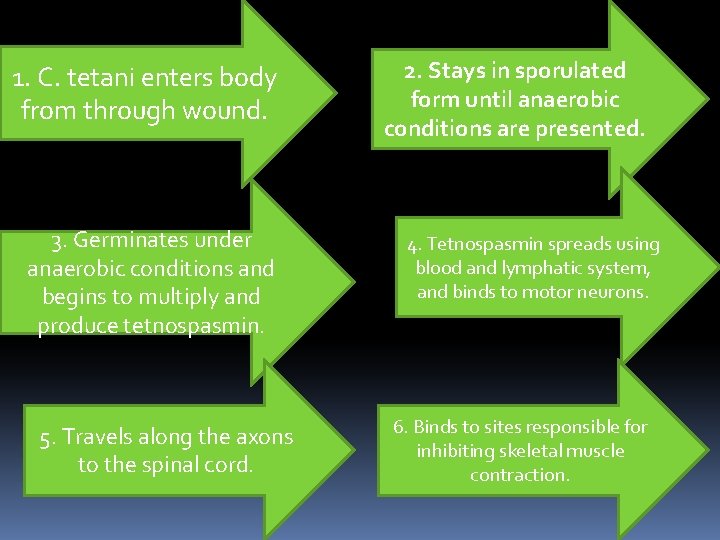 1. C. tetani enters body from through wound. 3. Germinates under anaerobic conditions and