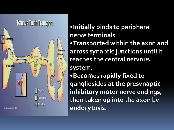  • Initially binds to peripheral nerve terminals • Transported within the axon and