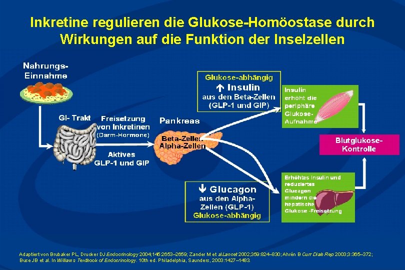 Inkretine regulieren die Glukose-Homöostase durch Wirkungen auf die Funktion der Inselzellen Adaptiert von Brubaker