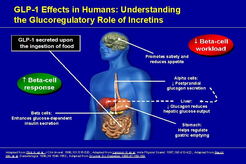 GLP-1 Effects in Humans: Understanding the Glucoregulatory Role of Incretins Promotes satiety and reduces