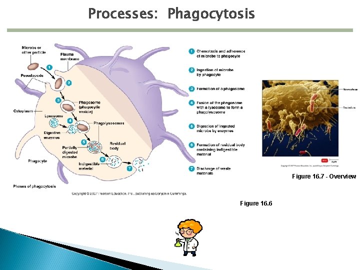 Processes: Phagocytosis Figure 16. 7 - Overview Figure 16. 6 
