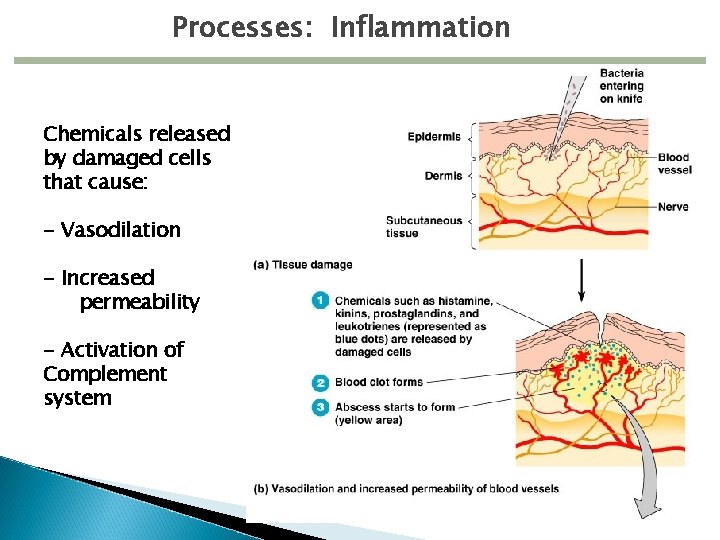 Processes: Inflammation Chemicals released by damaged cells that cause: - Vasodilation - Increased permeability