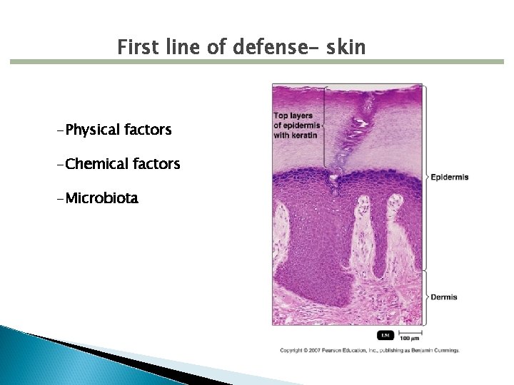 First line of defense- skin -Physical factors -Chemical factors -Microbiota 