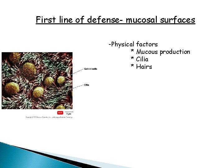 First line of defense- mucosal surfaces -Physical factors * Mucous production * Cilia *