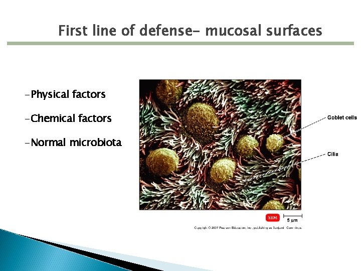 First line of defense- mucosal surfaces -Physical factors -Chemical factors -Normal microbiota 