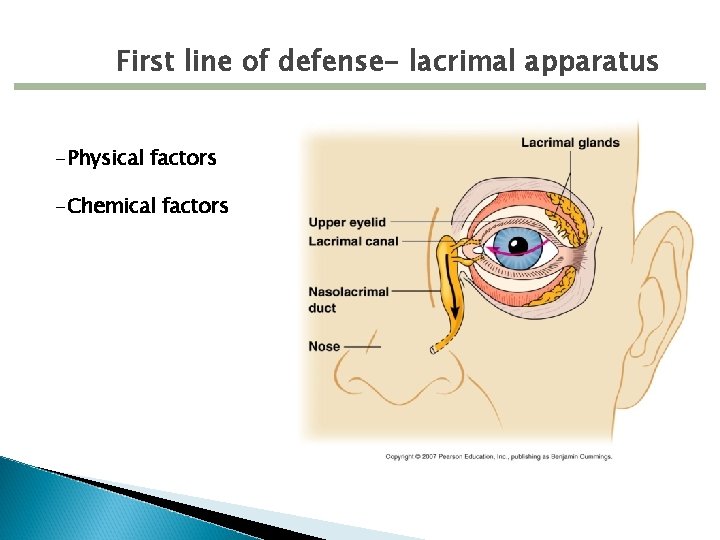 First line of defense- lacrimal apparatus -Physical factors -Chemical factors 