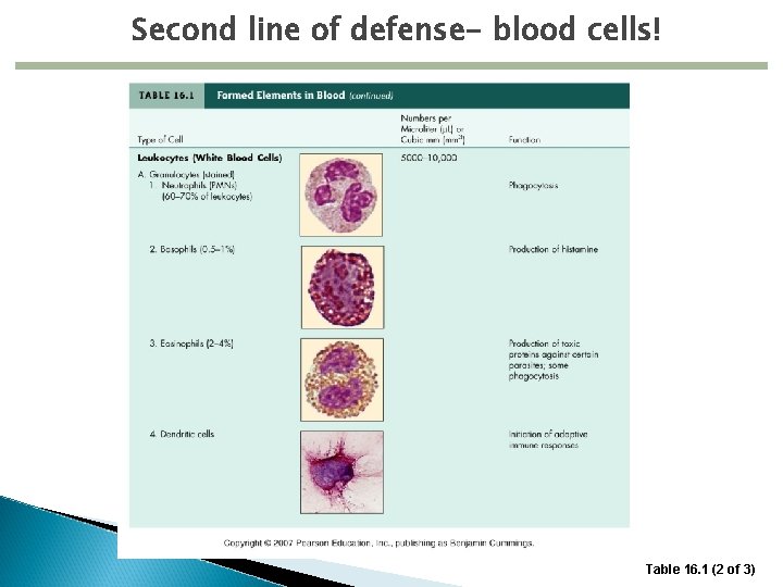 Second line of defense- blood cells! Table 16. 1 (2 of 3) 