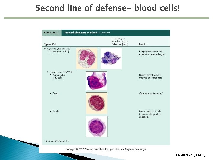 Second line of defense- blood cells! Table 16. 1 (3 of 3) 