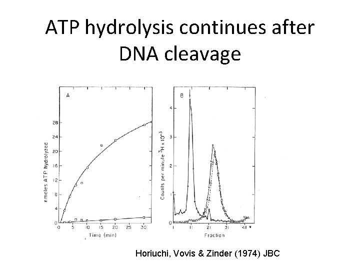 ATP hydrolysis continues after DNA cleavage Horiuchi, Vovis & Zinder (1974) JBC 
