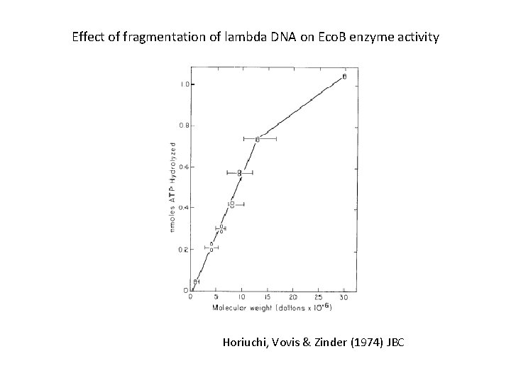 Effect of fragmentation of lambda DNA on Eco. B enzyme activity Horiuchi, Vovis &