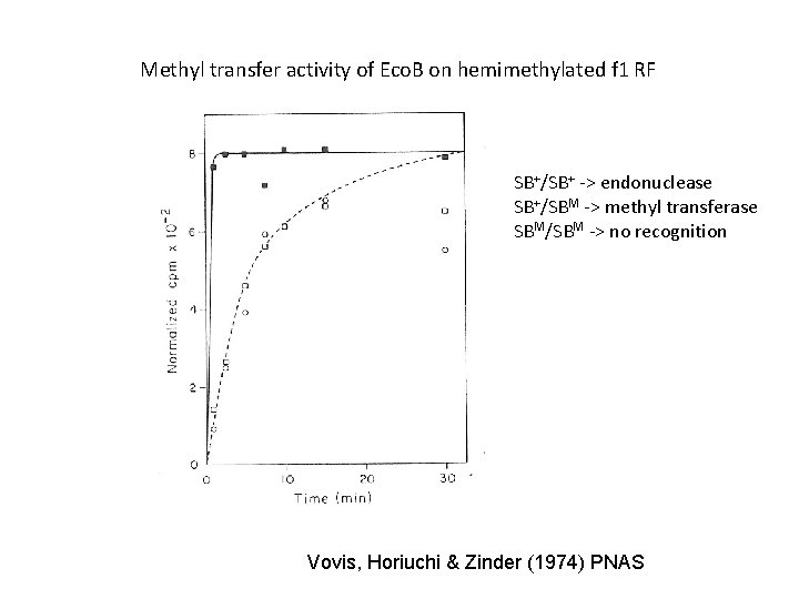 Methyl transfer activity of Eco. B on hemimethylated f 1 RF SB+/SB+ -> endonuclease