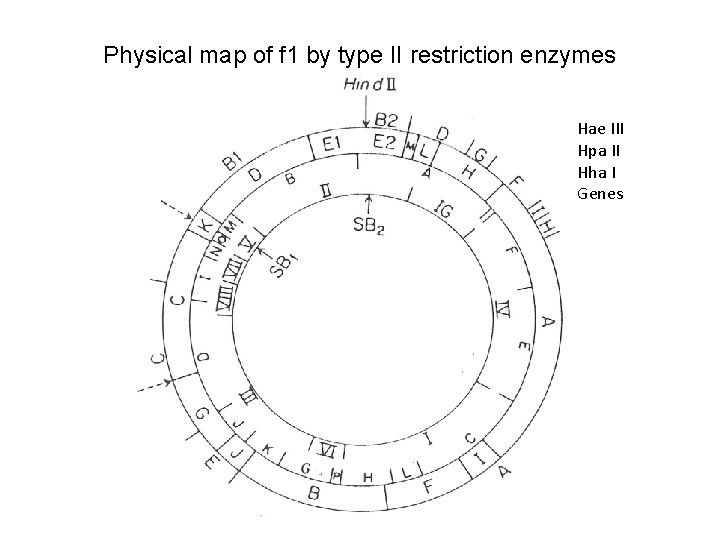 Physical map of f 1 by type II restriction enzymes Hae III Hpa II