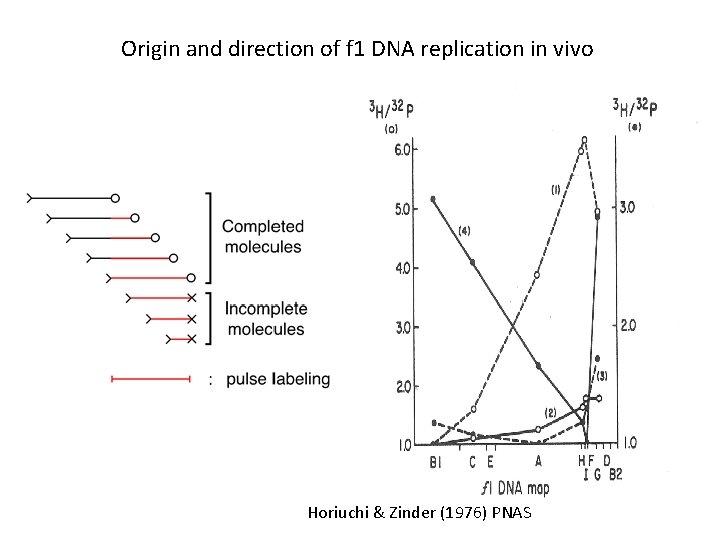 Origin and direction of f 1 DNA replication in vivo Horiuchi & Zinder (1976)