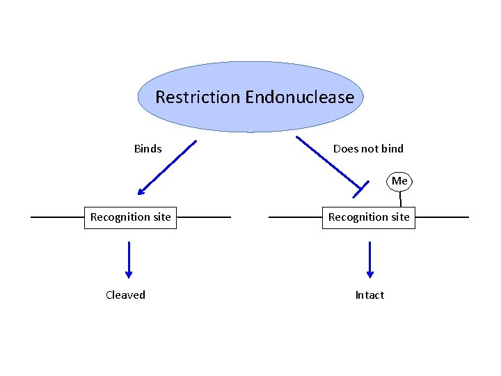 Restriction Endonuclease Binds Does not bind Me Recognition site Cleaved Recognition site Intact 