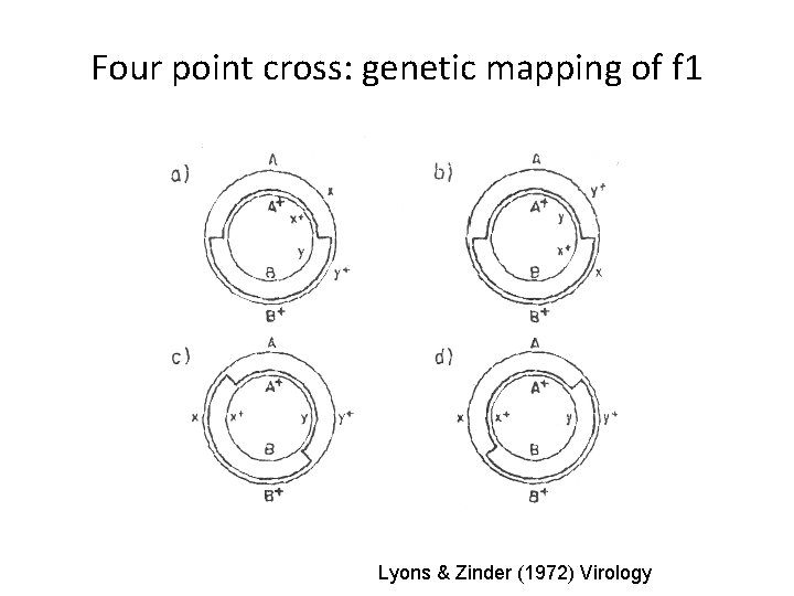 Four point cross: genetic mapping of f 1 Lyons & Zinder (1972) Virology 