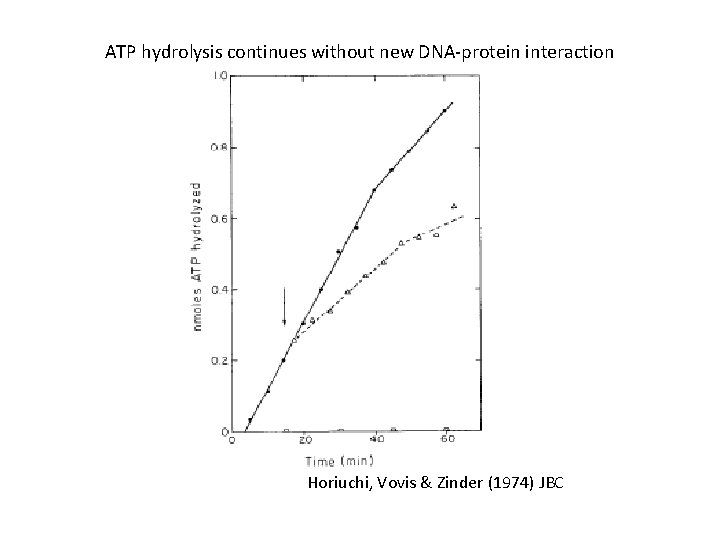 ATP hydrolysis continues without new DNA-protein interaction Horiuchi, Vovis & Zinder (1974) JBC 