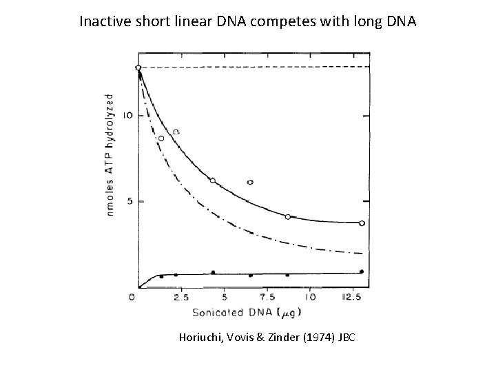 Inactive short linear DNA competes with long DNA Horiuchi, Vovis & Zinder (1974) JBC