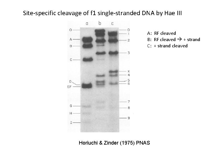 Site-specific cleavage of f 1 single-stranded DNA by Hae III A: RF cleaved B: