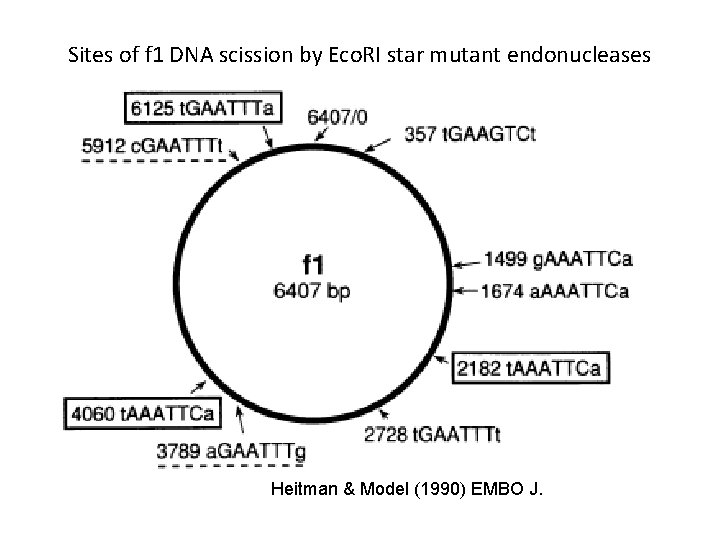 Sites of f 1 DNA scission by Eco. RI star mutant endonucleases Heitman &
