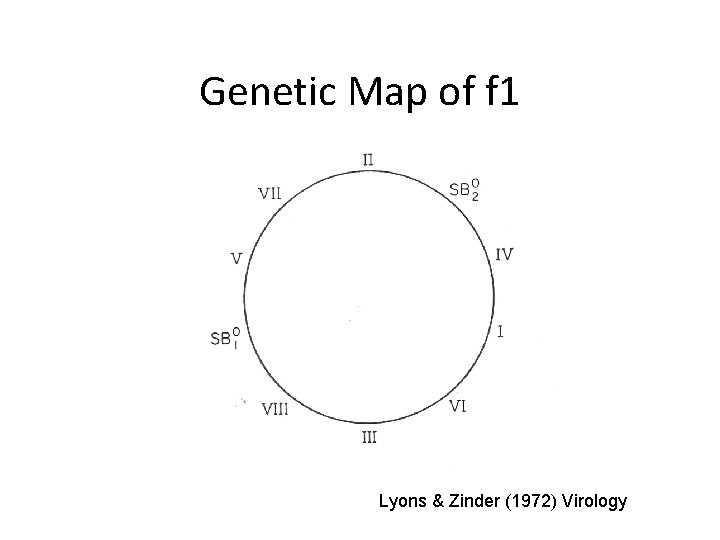 Genetic Map of f 1 Lyons & Zinder (1972) Virology 