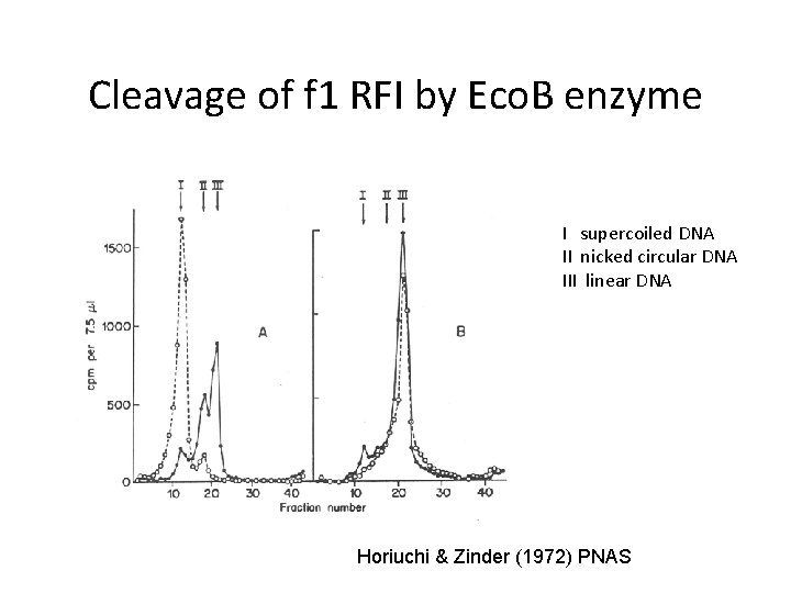 Cleavage of f 1 RFI by Eco. B enzyme I supercoiled DNA II nicked