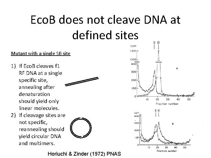 Eco. B does not cleave DNA at defined sites Mutant with a single SB