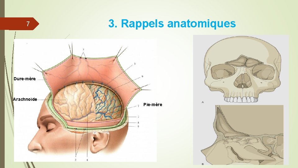 7 3. Rappels anatomiques Dure-mère Arachnoïde Pie-mère 7 3. Rappels anatomiques Dure-mère Arachnoïde Pie-mère