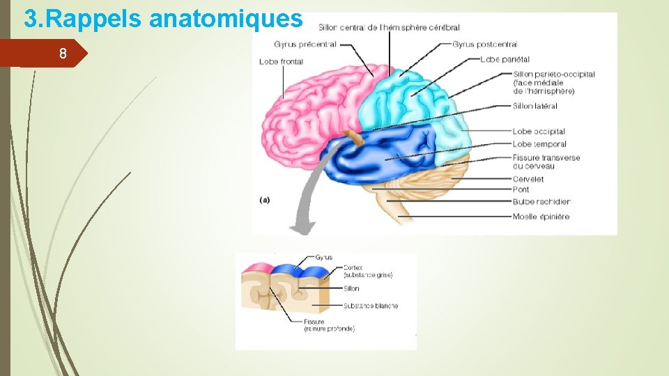 3. Rappels anatomiques 8 3. Rappels anatomiques 8