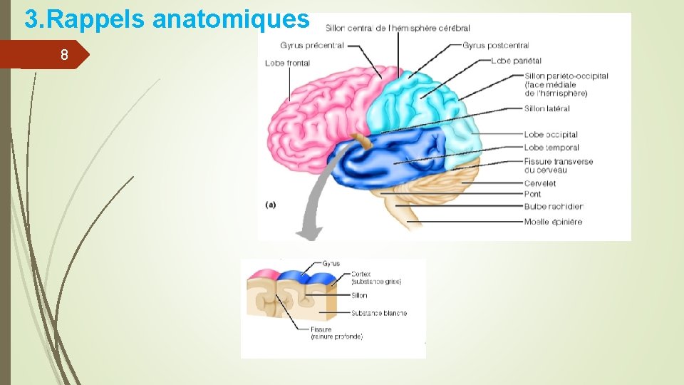 3. Rappels anatomiques 8 