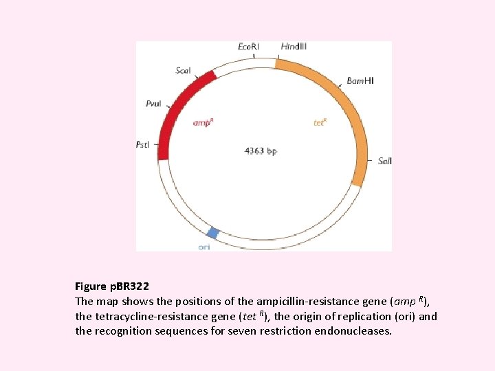 Figure p. BR 322 The map shows the positions of the ampicillin-resistance gene (amp