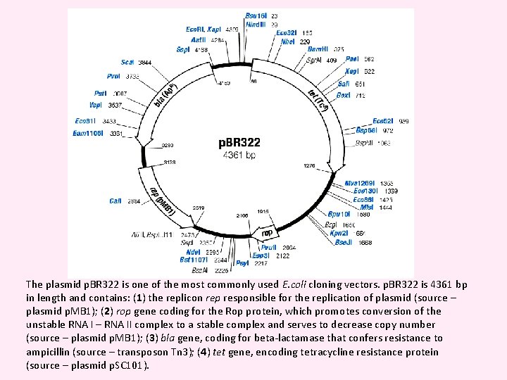 The plasmid p. BR 322 is one of the most commonly used E. coli