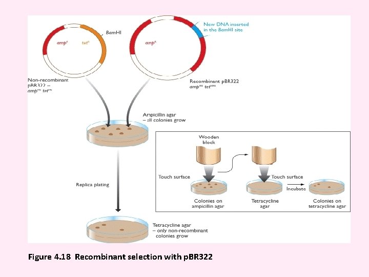 Figure 4. 18 Recombinant selection with p. BR 322 