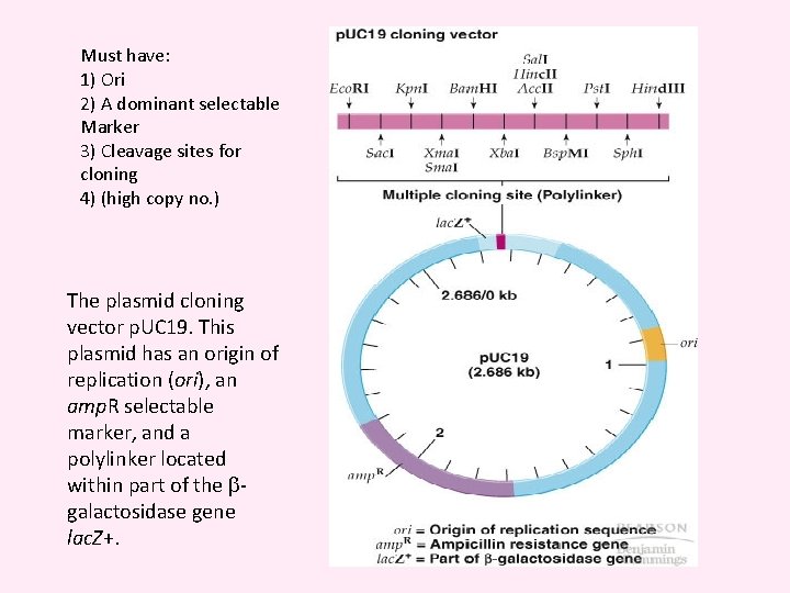 Must have: 1) Ori 2) A dominant selectable Marker 3) Cleavage sites for cloning