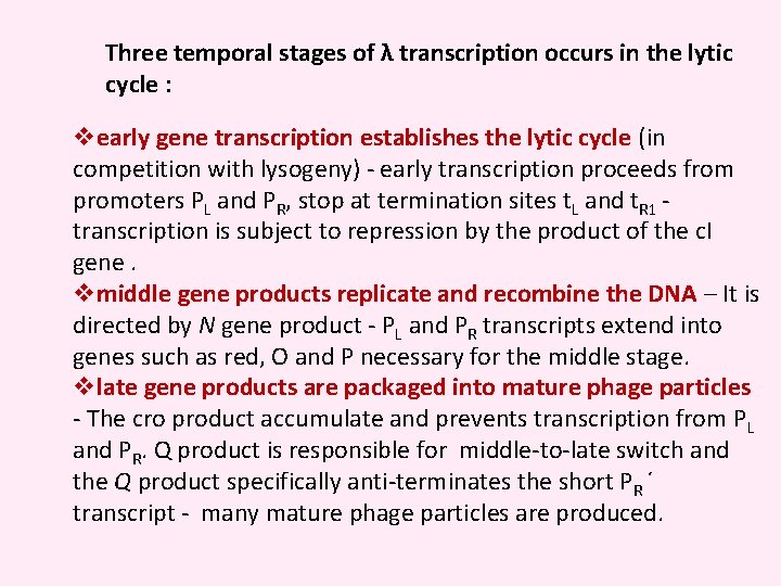 Three temporal stages of λ transcription occurs in the lytic cycle : vearly gene