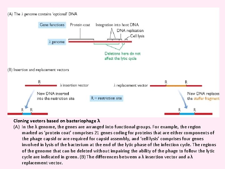 Cloning vectors based on bacteriophage λ (A) In the λ genome, the genes are