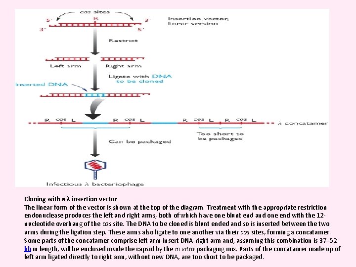 Cloning with a λ insertion vector The linear form of the vector is shown