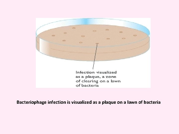 Bacteriophage infection is visualized as a plaque on a lawn of bacteria 