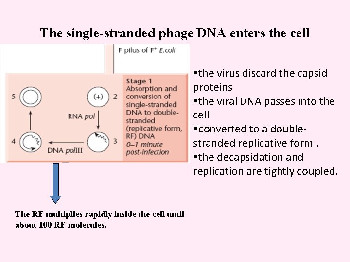 The single-stranded phage DNA enters the cell §the virus discard the capsid proteins §the