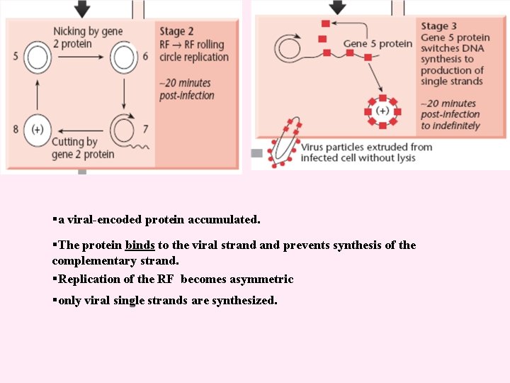 §a viral-encoded protein accumulated. §The protein binds to the viral strand prevents synthesis of