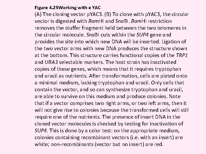 Figure 4. 25 Working with a YAC (A) The cloning vector p. YAC 3.