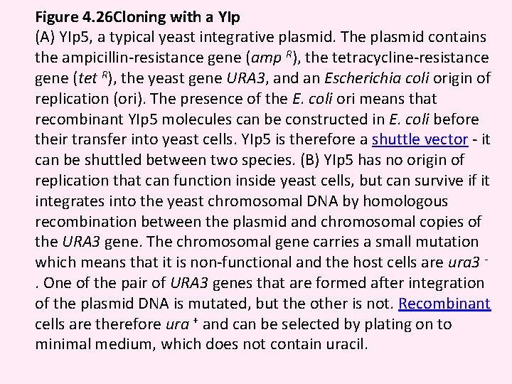 Figure 4. 26 Cloning with a YIp (A) YIp 5, a typical yeast integrative