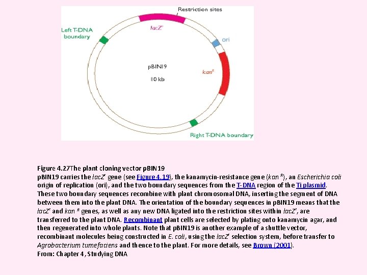 Figure 4. 27 The plant cloning vector p. BIN 19 carries the lac. Z′