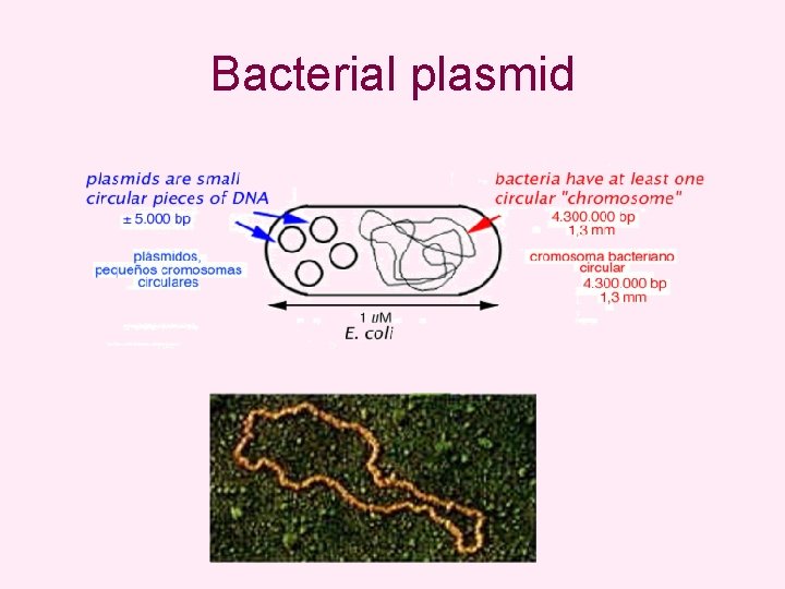 Bacterial plasmid 